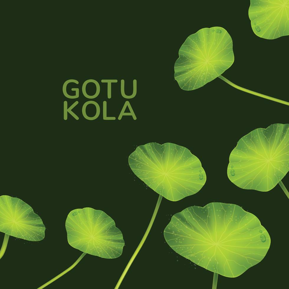 illustration vectorielle de feuille herbe gotu kola vecteur