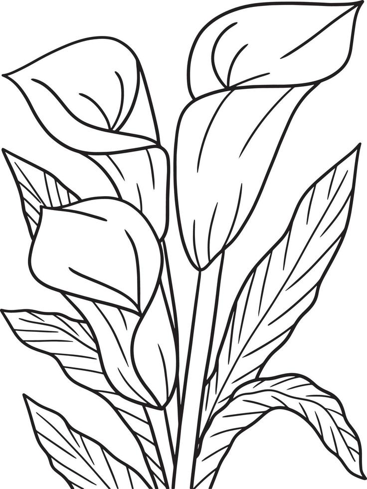 coloriage de fleur de zantedeschia pour adultes vecteur