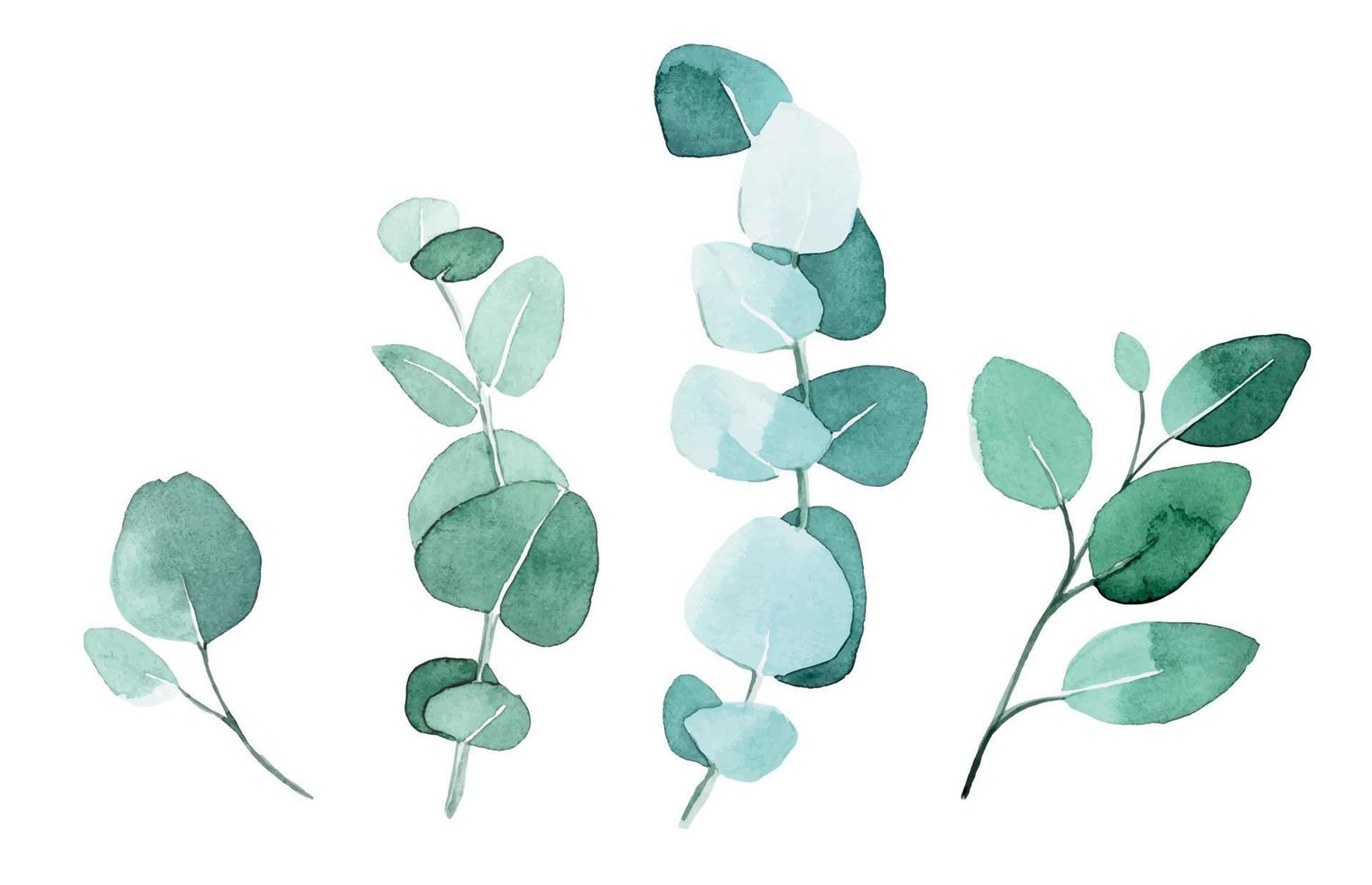 dessin à l'aquarelle. ensemble, collection de feuilles d'eucalyptus. branches vertes, feuilles d'eucalyptus dans un style vintage isolé sur fond blanc. vecteur