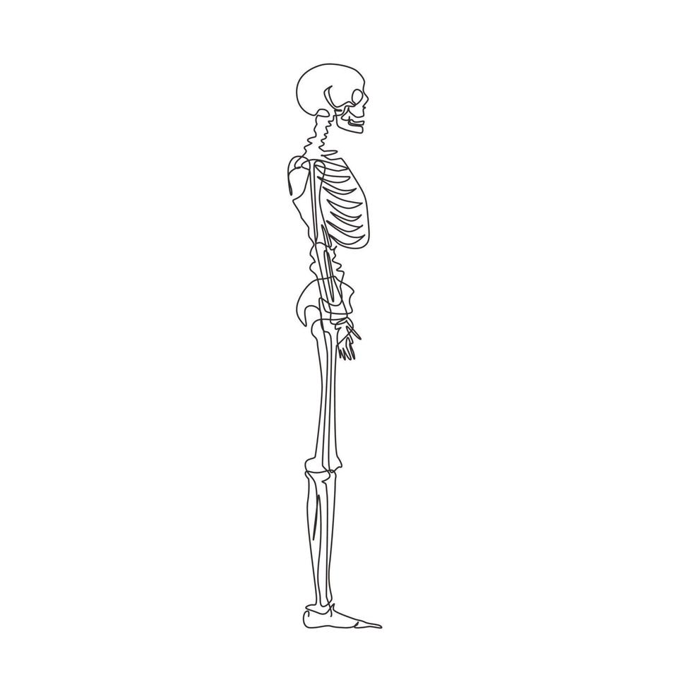 vue latérale d'une seule ligne de dessin squelette anatomique complet d'une personne et d'os individuels. exécuté comme une illustration d'art dans un style médical scientifique. vecteur graphique de conception de dessin en ligne continue