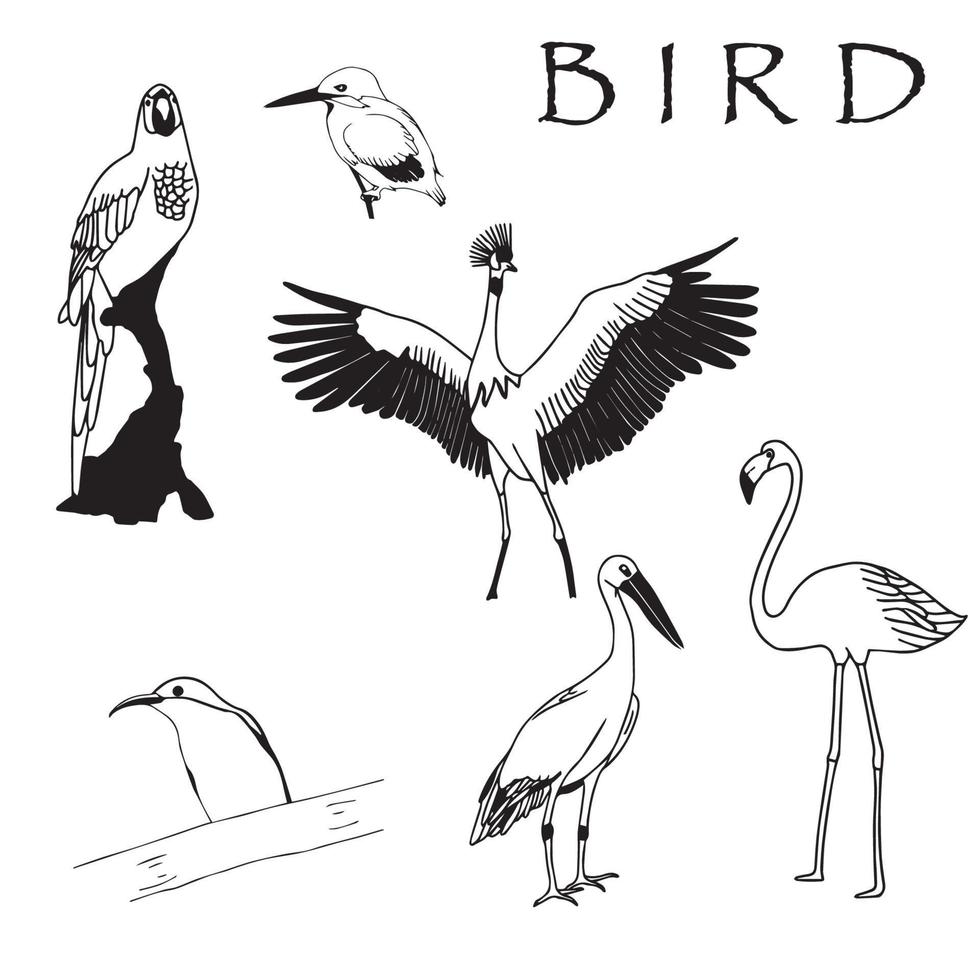 ensemble d'espèces d'oiseaux dessinés à la main. vecteur isolé