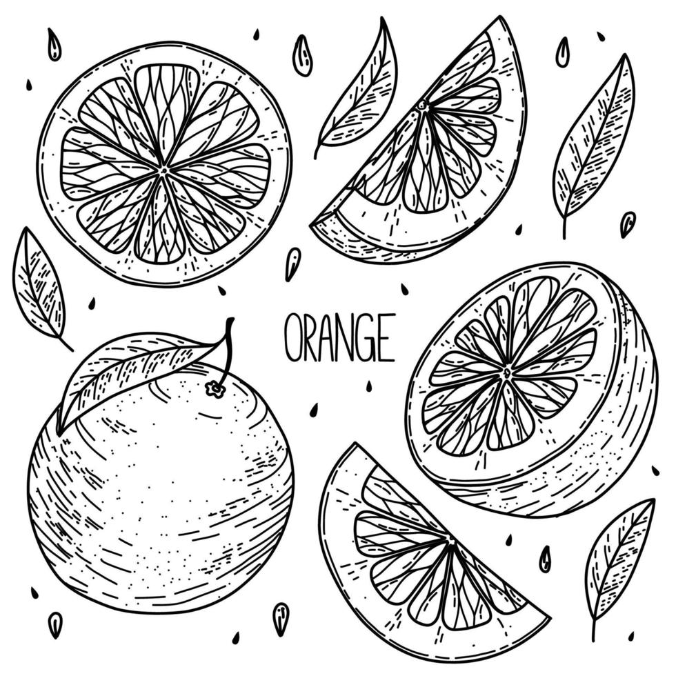 ensemble orange de vecteur de style croquis dessinés à la main isolé sur fond blanc, illustration de nourriture écologique