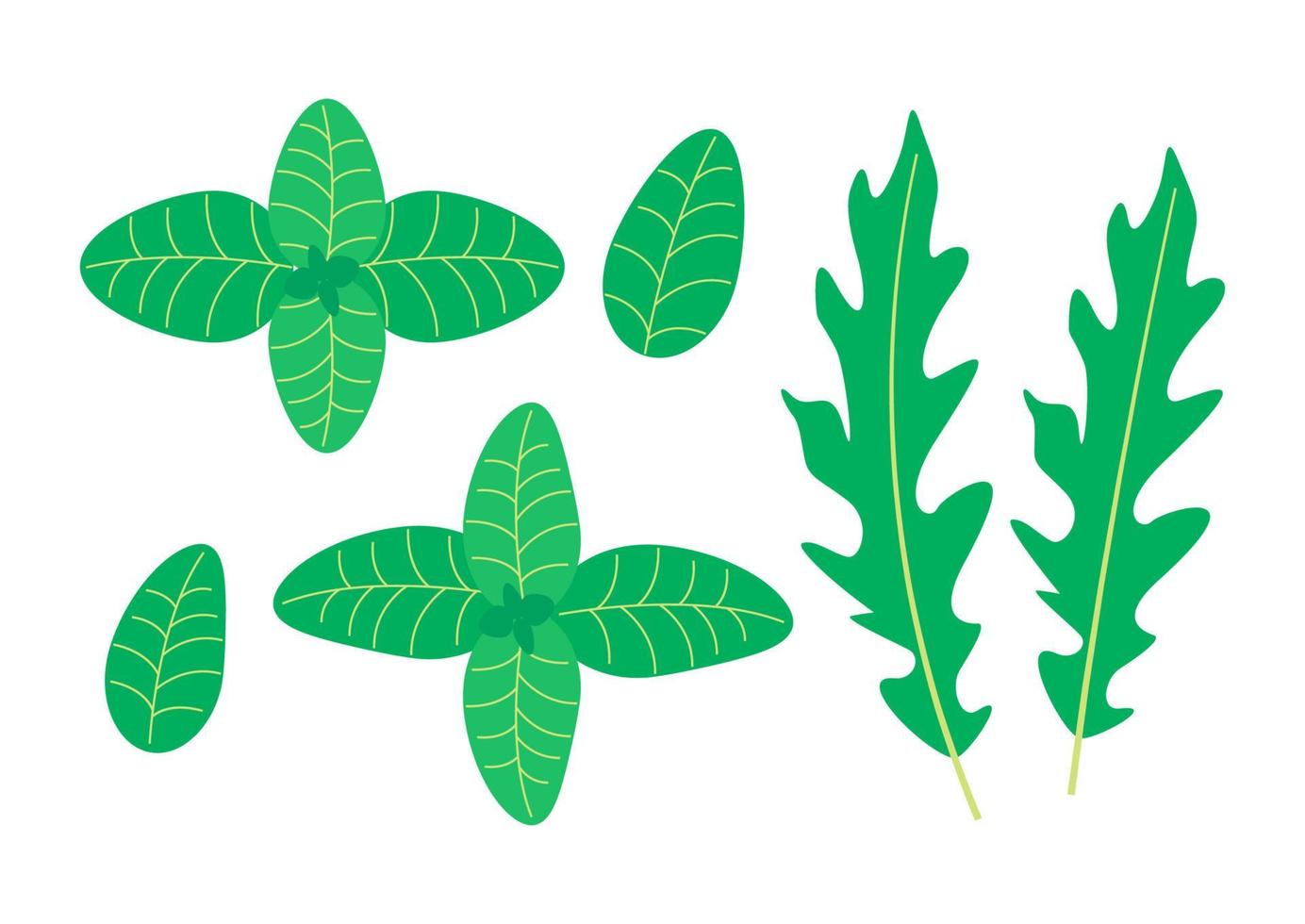 roquette et feuilles de basilic vecteur
