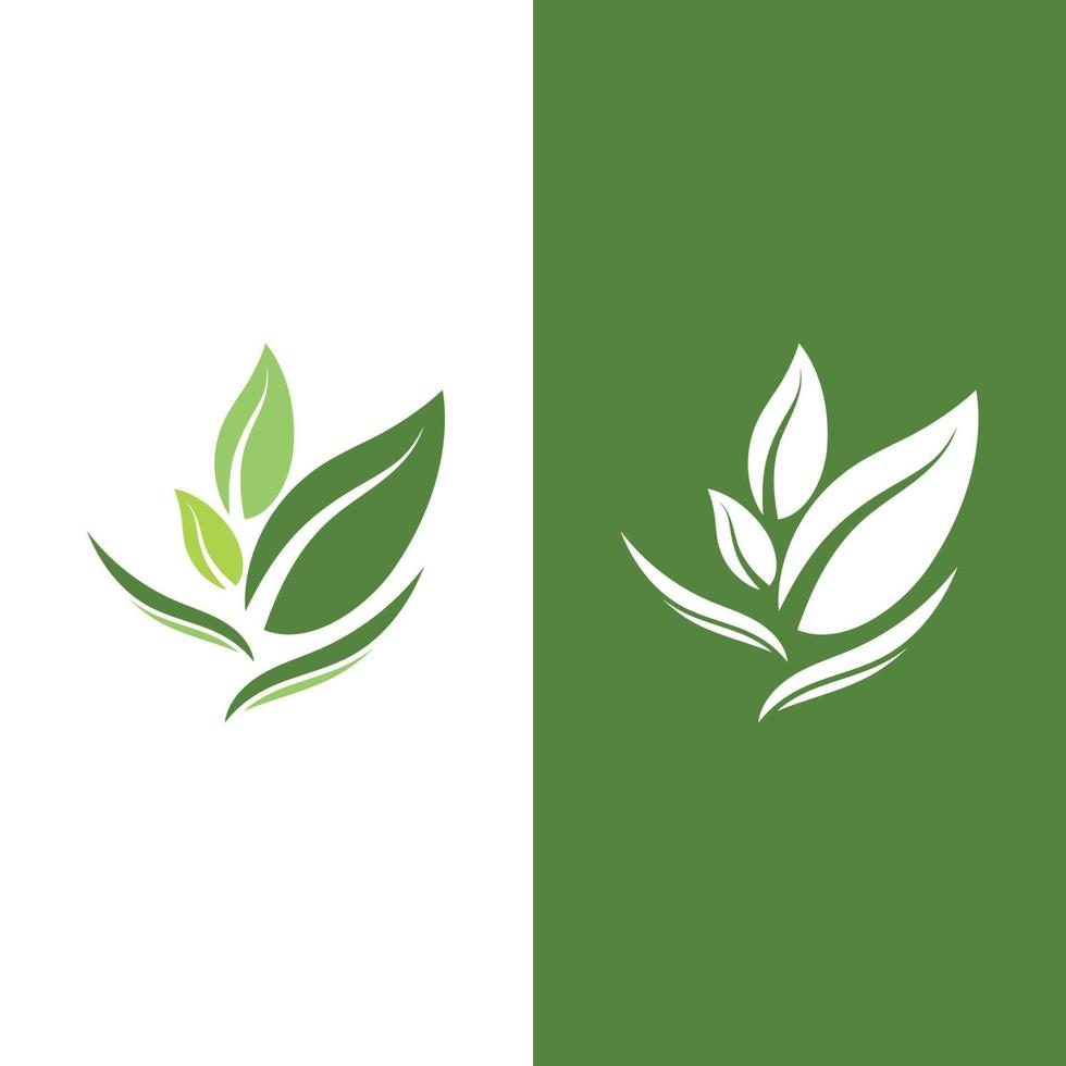 logos de l'écologie des feuilles d'arbre vert vecteur