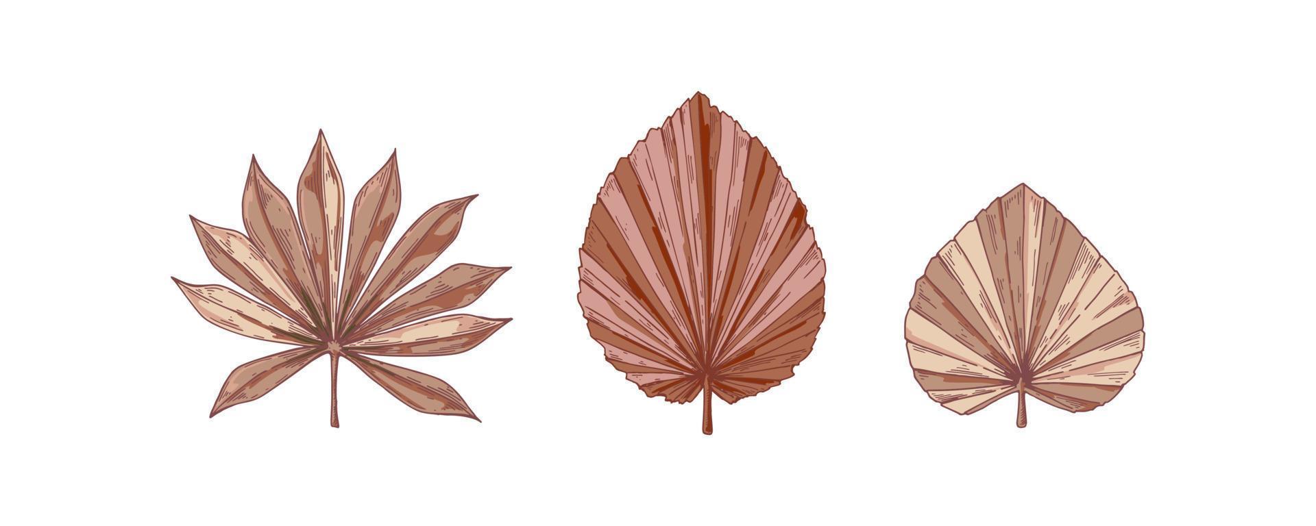 ensemble de feuilles de palmier séchées et dessinées isolées sur blanc. illustration vectorielle dans le style de croquis vecteur