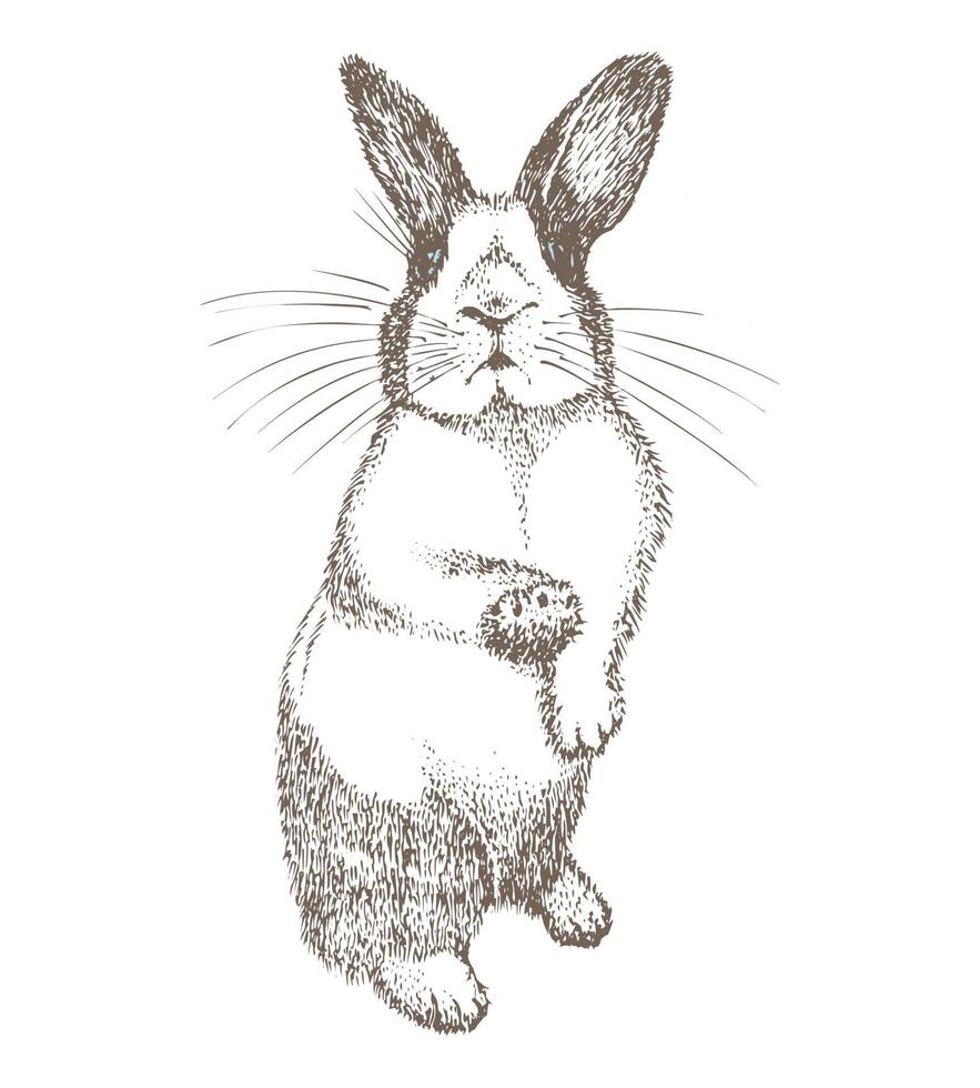 lapin blanc avec des taches noires autour des yeux. lapin assis. lièvre isolé sur fond blanc. style de croquis dessiné à la main. symbole du nouvel an chinois. personnage joyeux de pâques en masque. vecteur