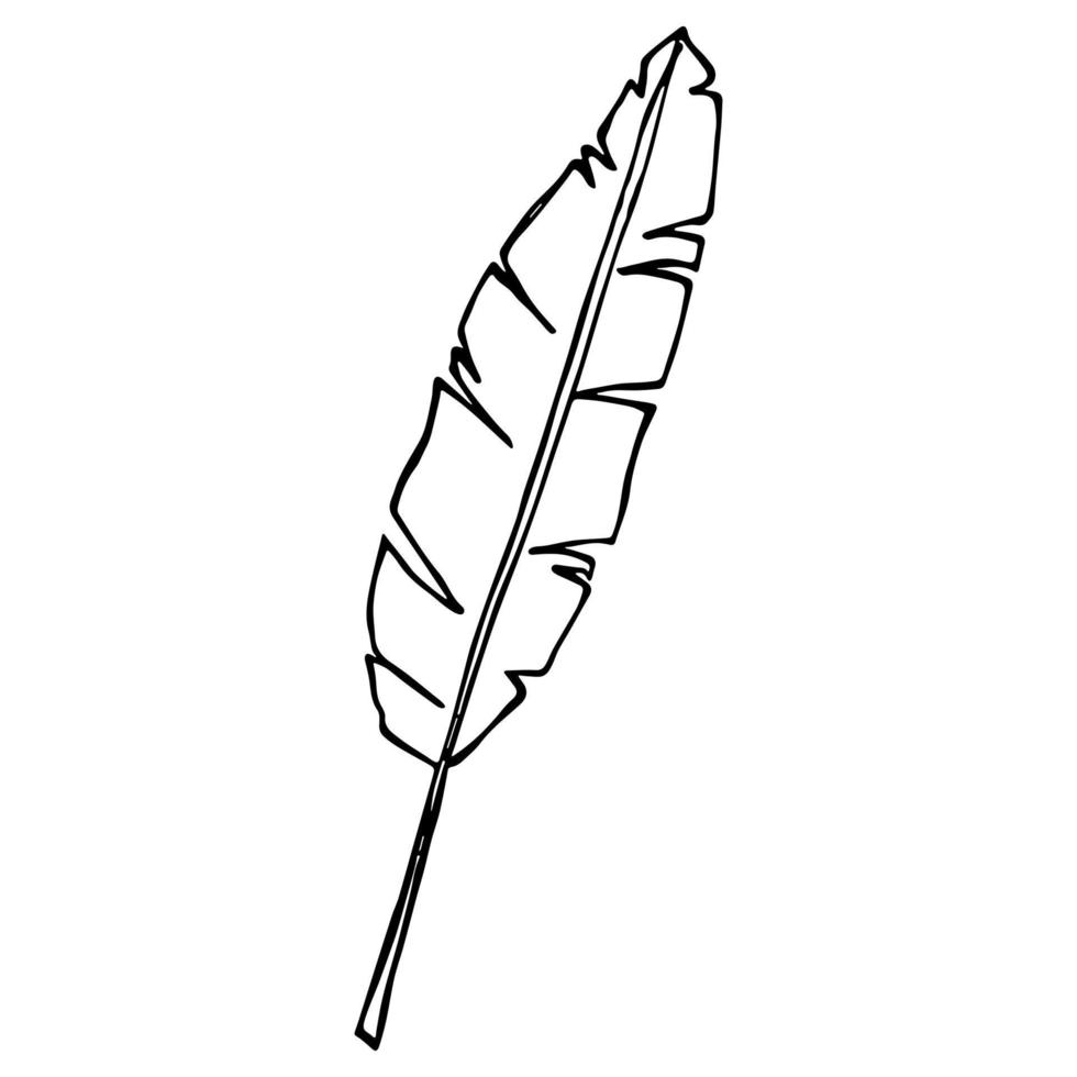 illustration simple de feuille de bananier tropical. clipart vectoriel dessiné à la main. griffonnage botanique