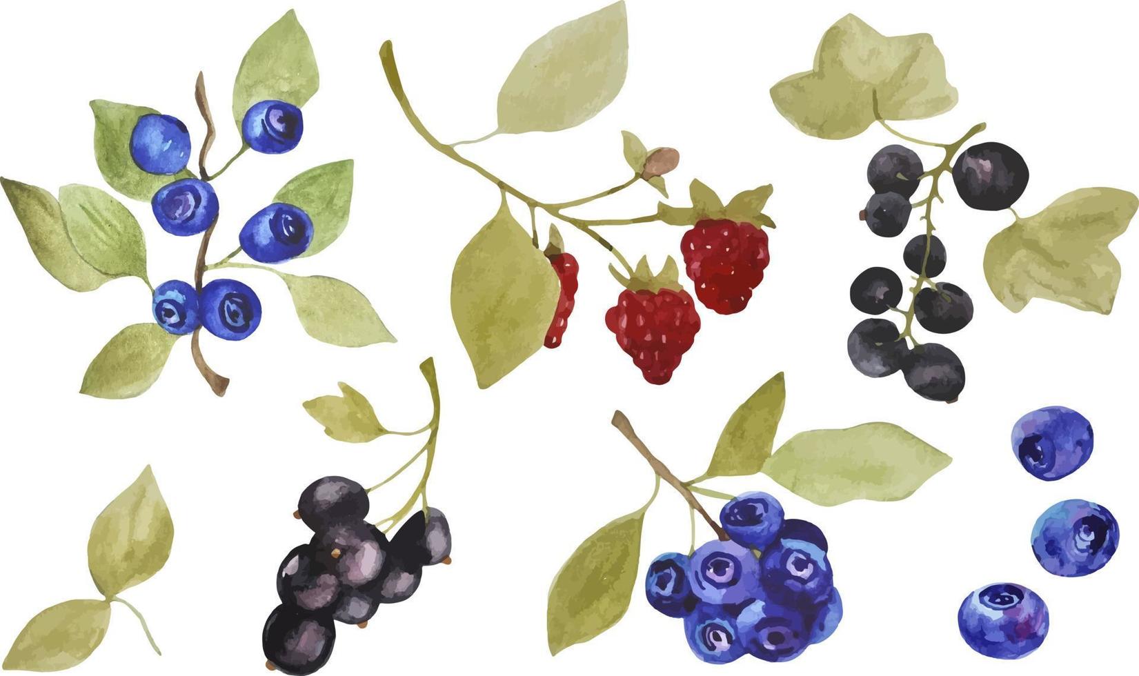 ensemble de baies forestières dessinées à la main à l'aquarelle - myrtilles, framboises et groseilles, neuf éléments isolés sur fond blanc vecteur