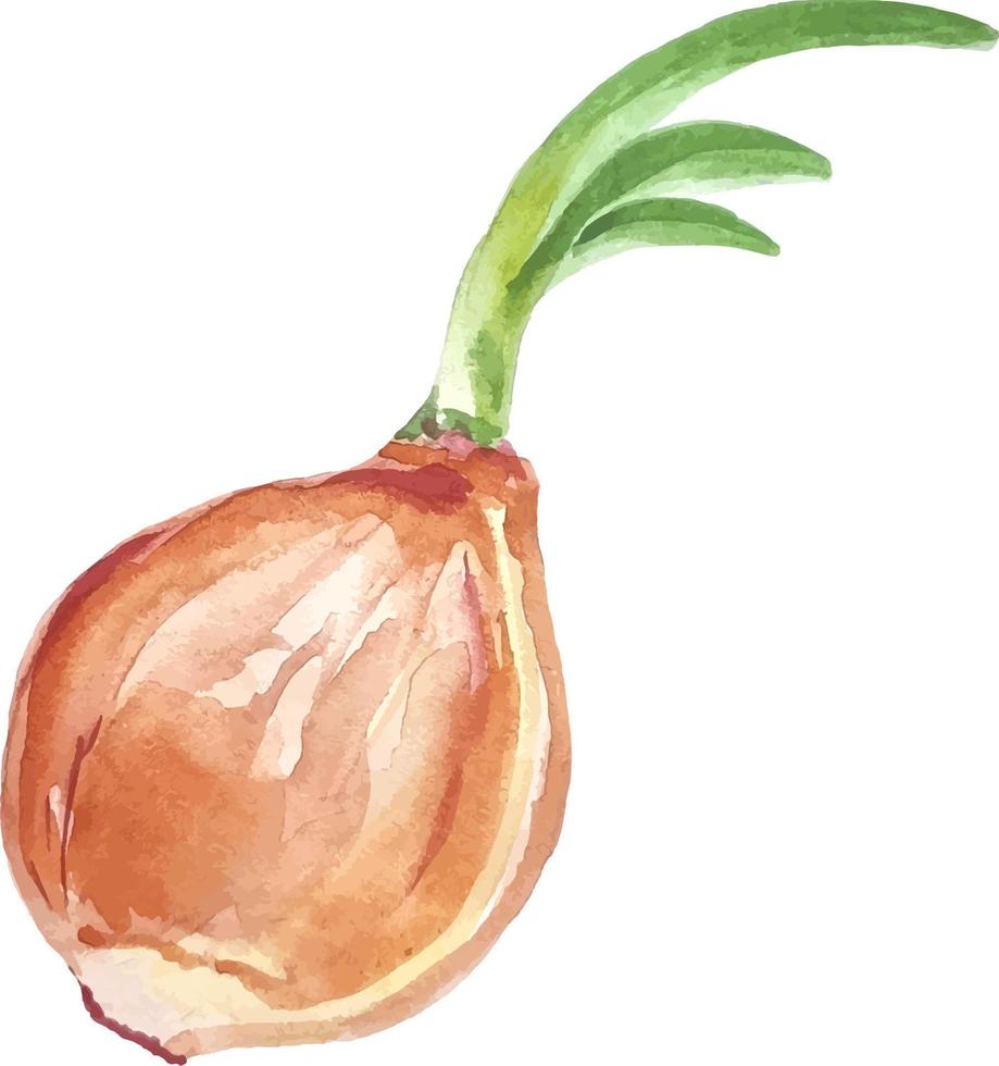 illustration de légumes oignon dessinés à la main aquarelle isolé sur blanc vecteur