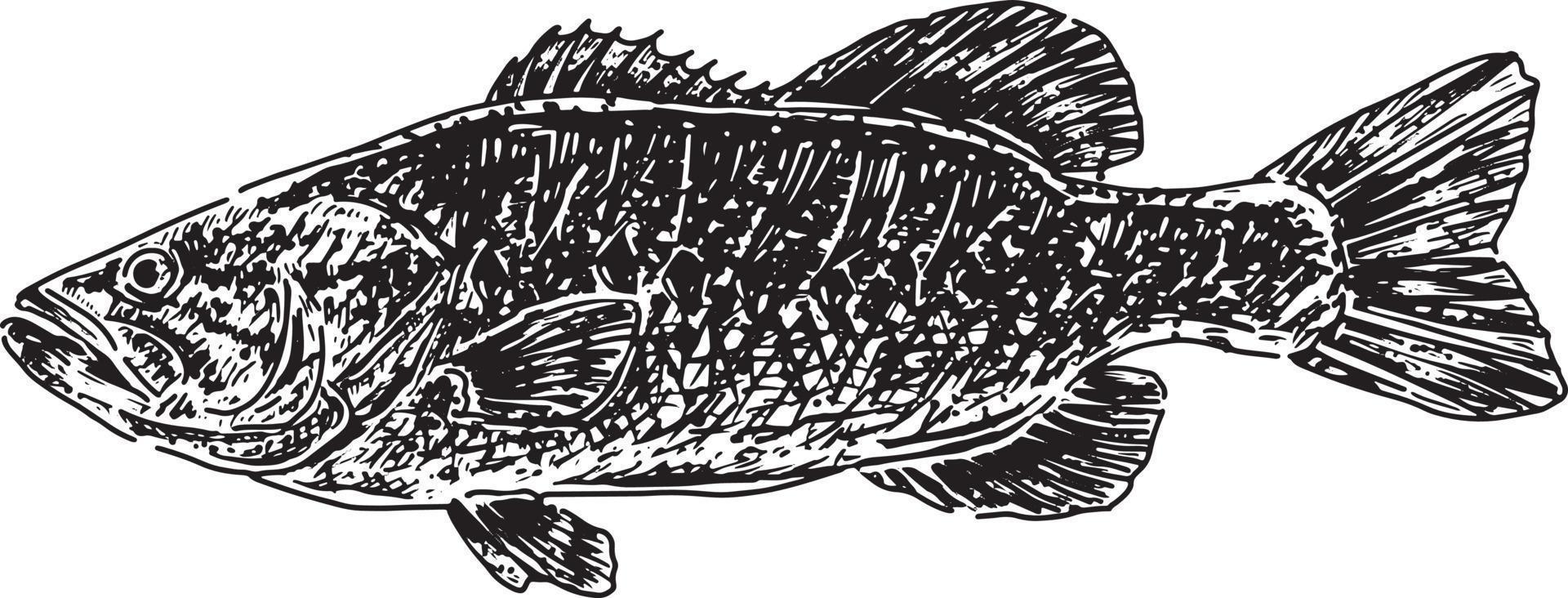 dessin de poisson bar vecteur