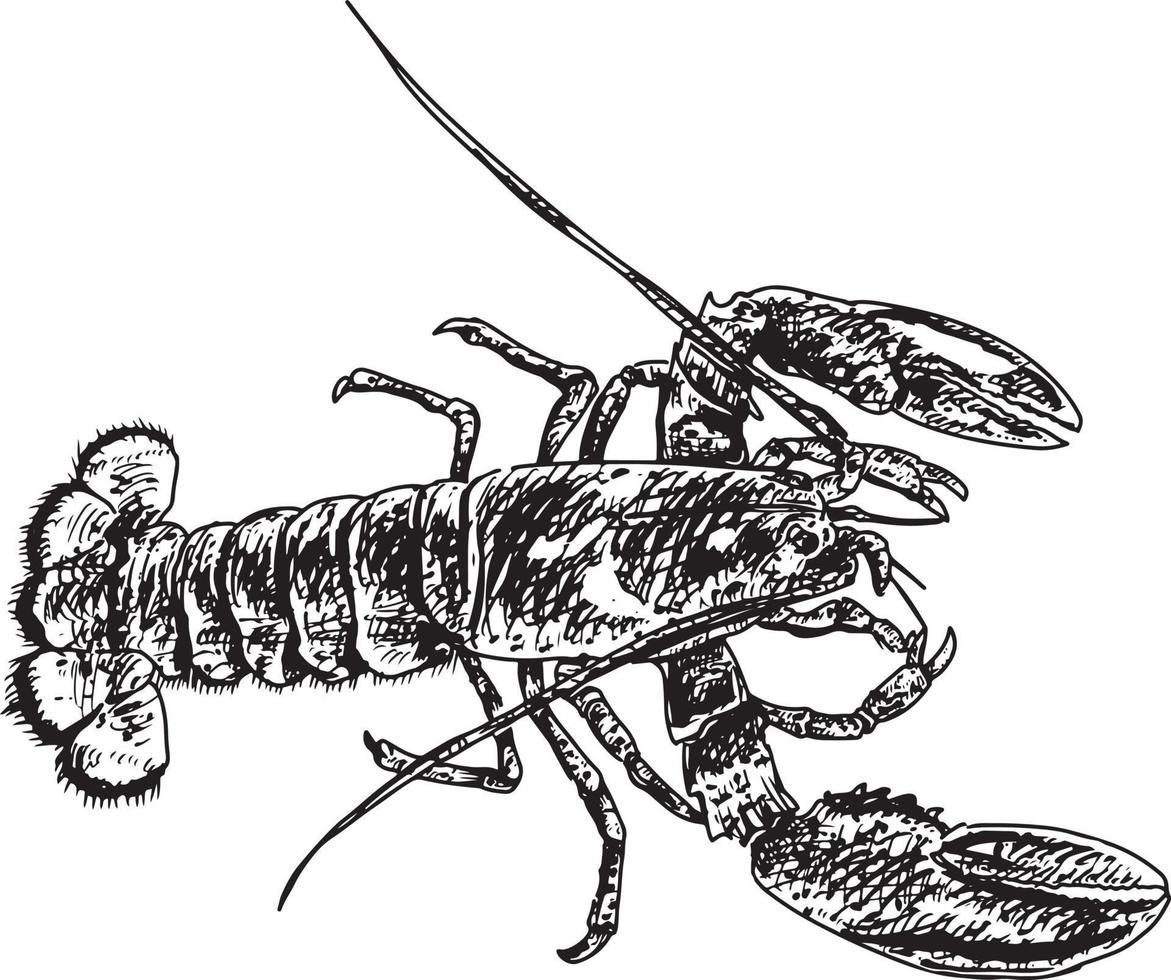 vecteur de dessin de homard