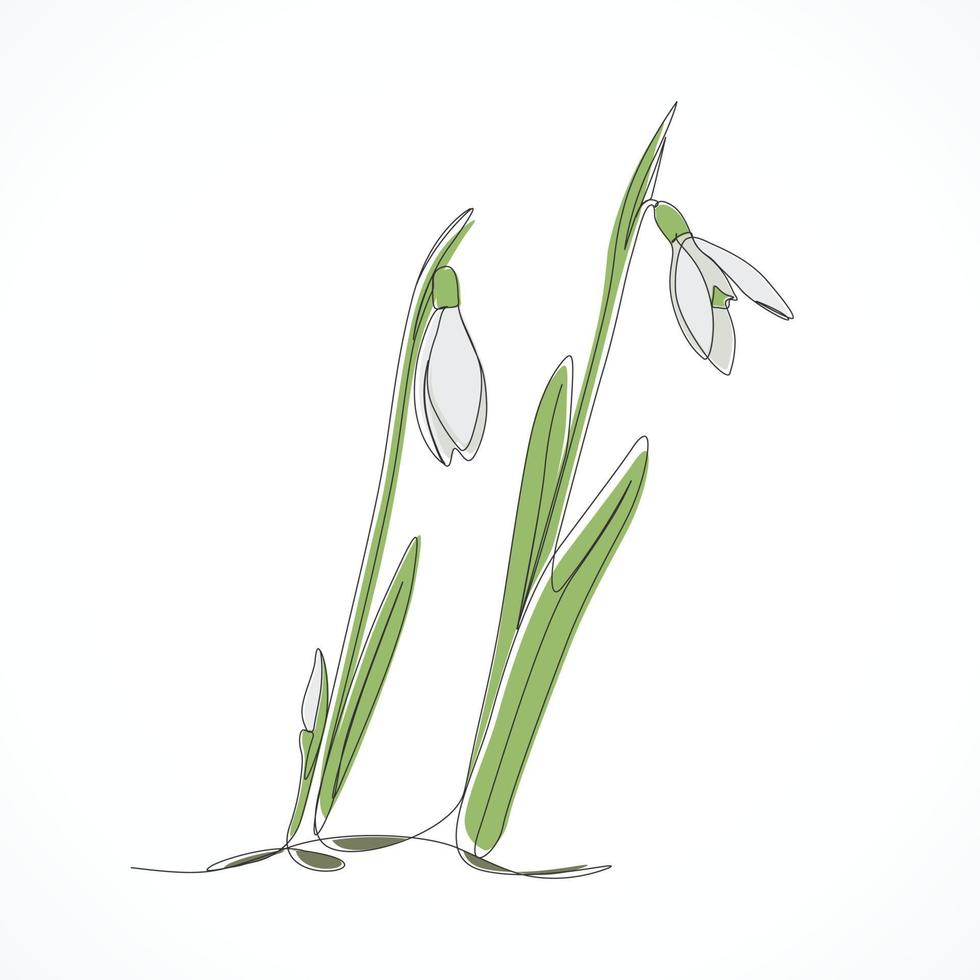 illustration de croquis de fleur de perce-neige vecteur