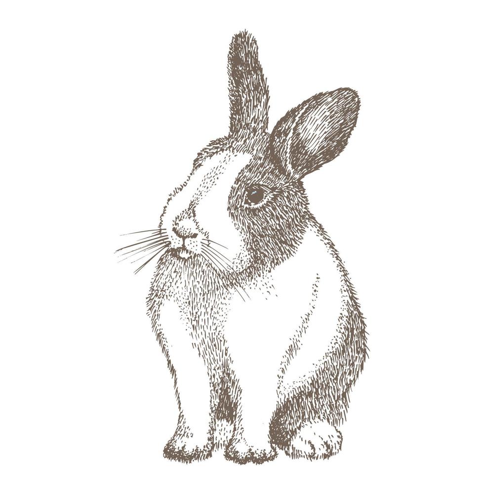 lapin blanc avec des taches noires autour des yeux. lapin assis. lièvre isolé sur fond blanc. style de croquis dessiné à la main. symbole du nouvel an chinois. personnage joyeux de pâques en masque. vecteur