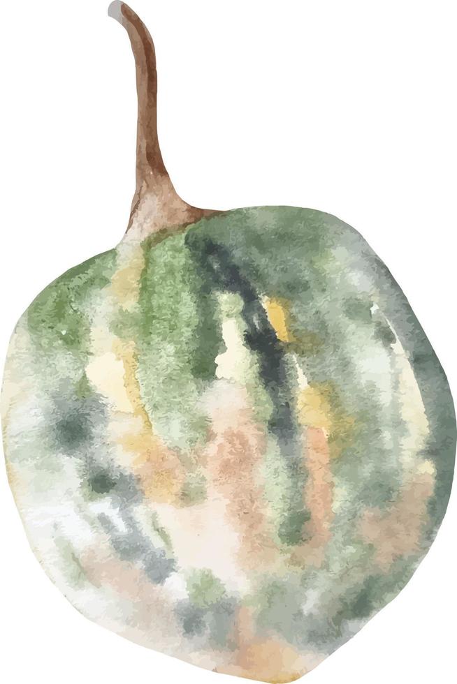 citrouille aquarelle isolée sur blanc, type blanc et vert dessiné à la main de citrouille d'automne vecteur