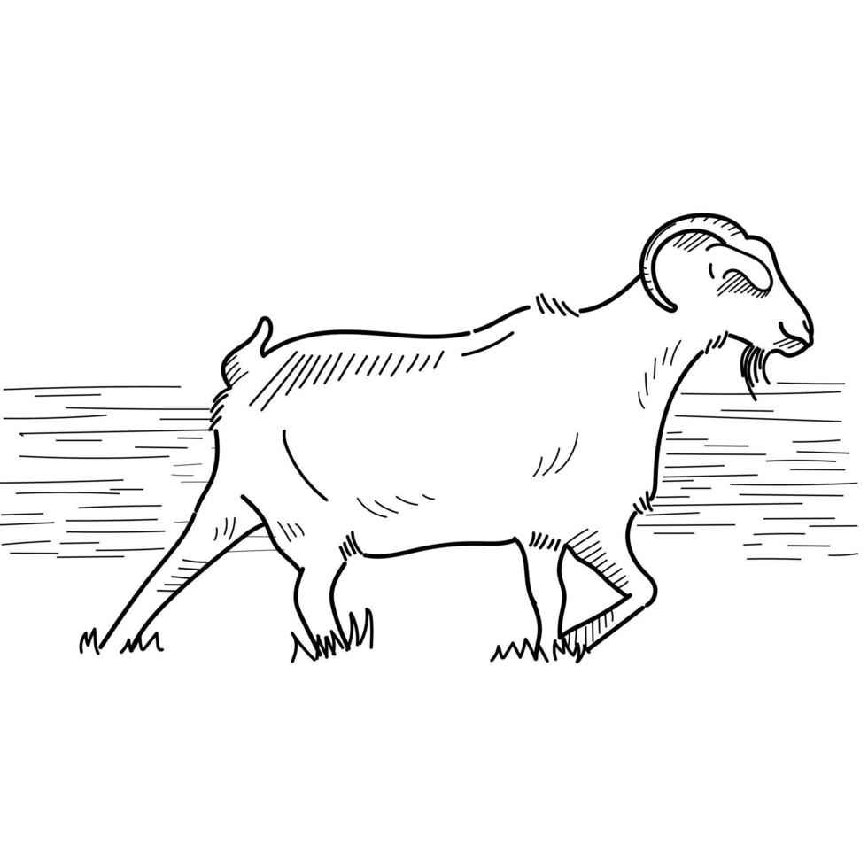 chèvre vecteur eid adha chèvre dessin au trait