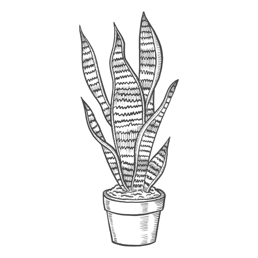 sansevieria feuille tropicale plante isolé doodle croquis dessiné à la main avec style de contour vecteur