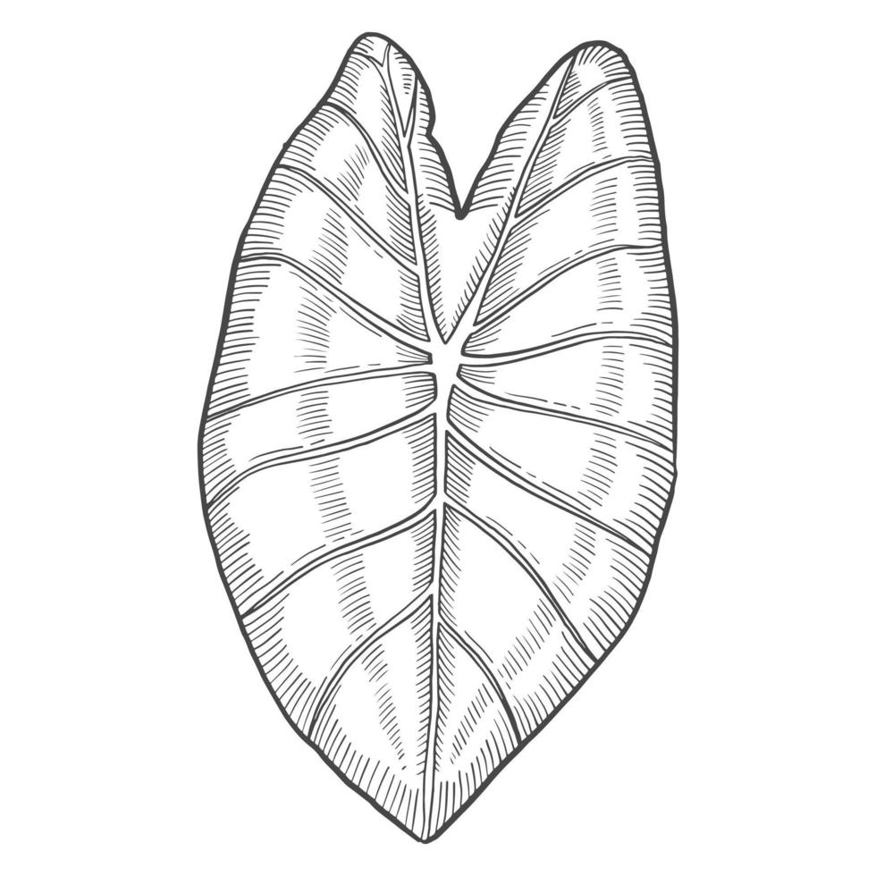 colocasia feuille tropicale plante isolé doodle croquis dessiné à la main avec style de contour vecteur