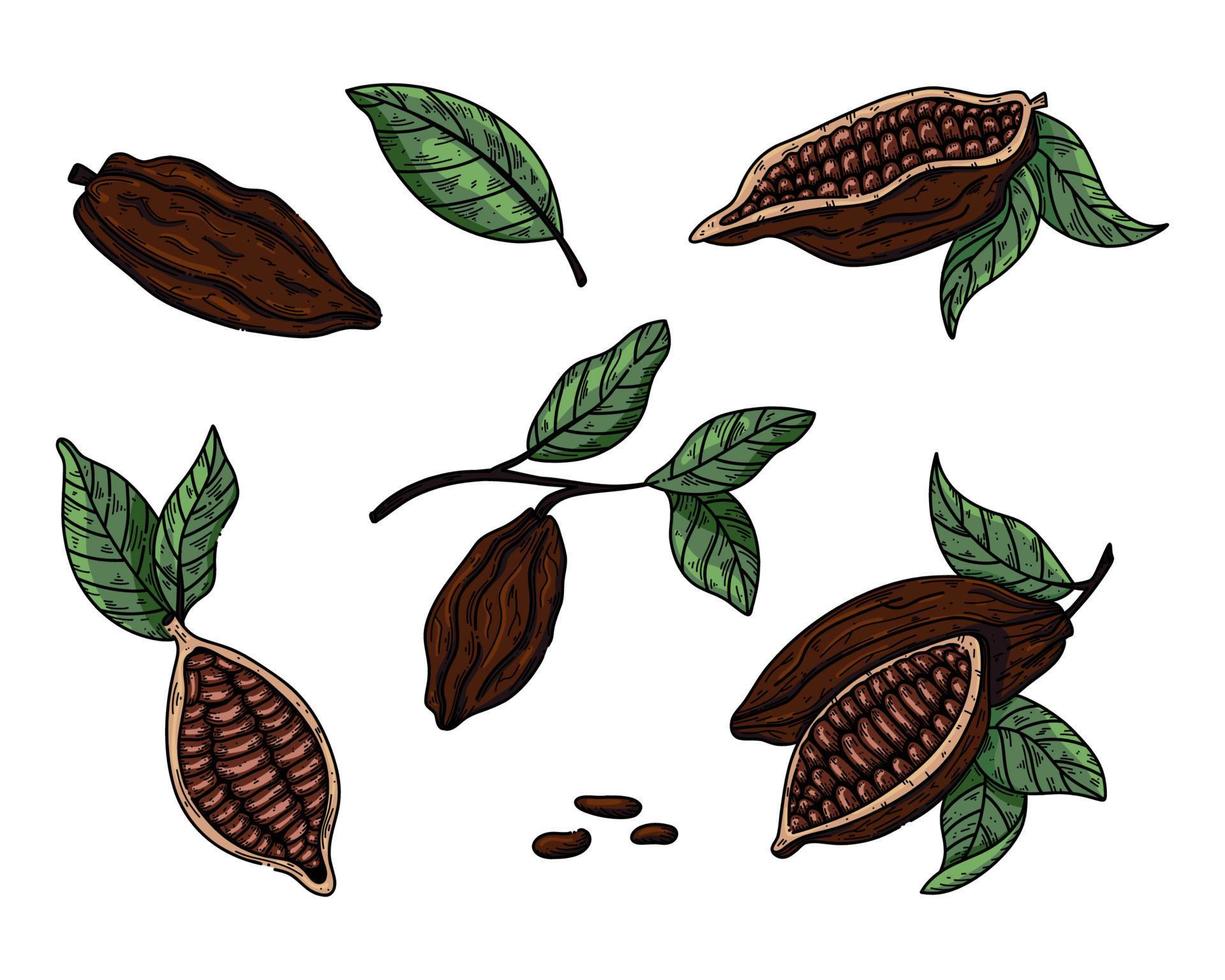 illustration vectorielle de cacao. croquis de doodle dessinés à la main pour café, boutique, menu. Croquis de couleur des fèves de cacao pour la conception de chocolat vecteur