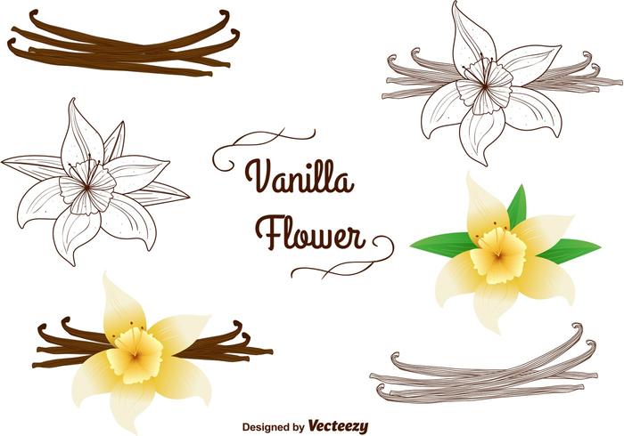 Ensemble de vecteurs de fleurs de vanille vecteur