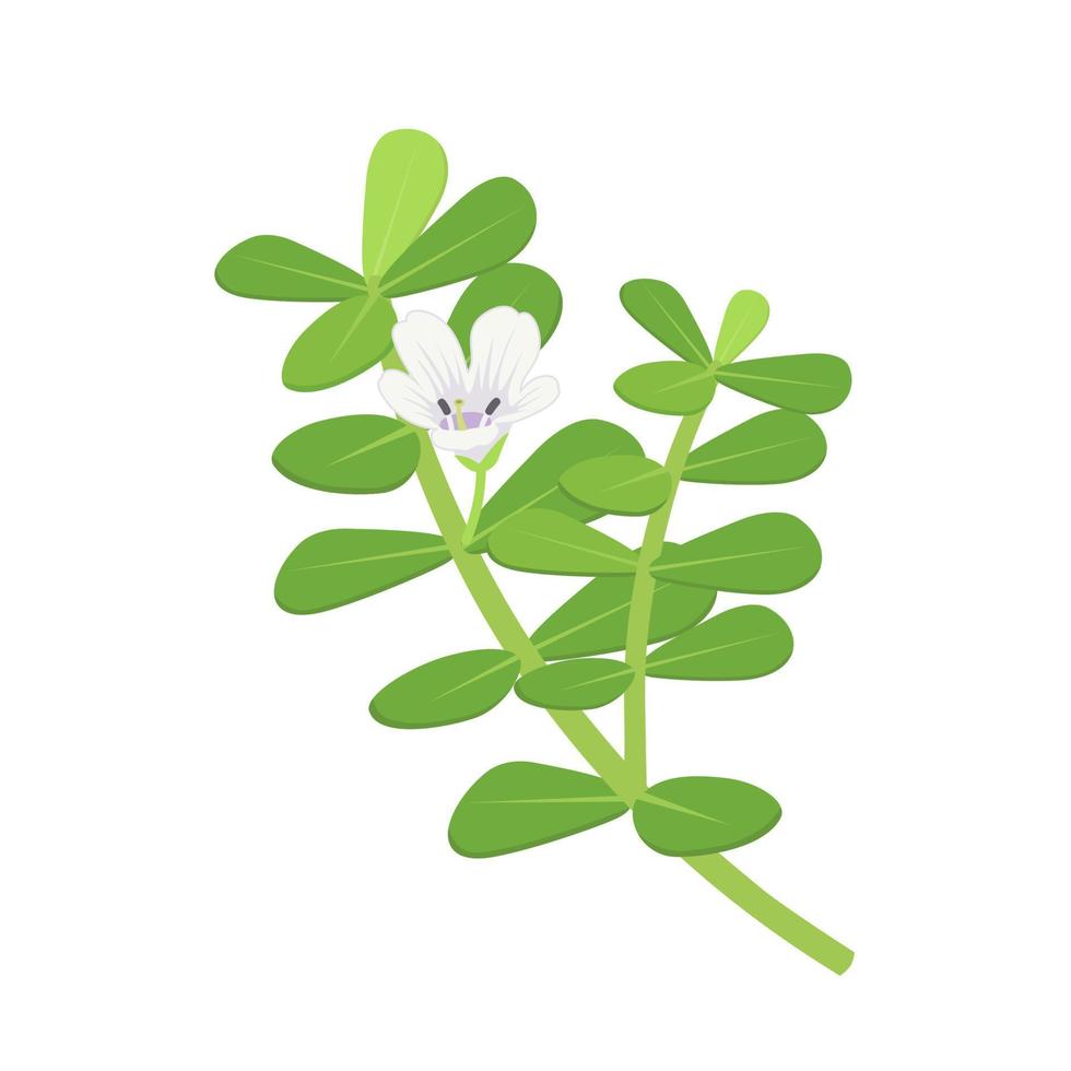 illustration vectorielle, brahmi ou bacopa monnieri, isolé sur fond blanc. vecteur