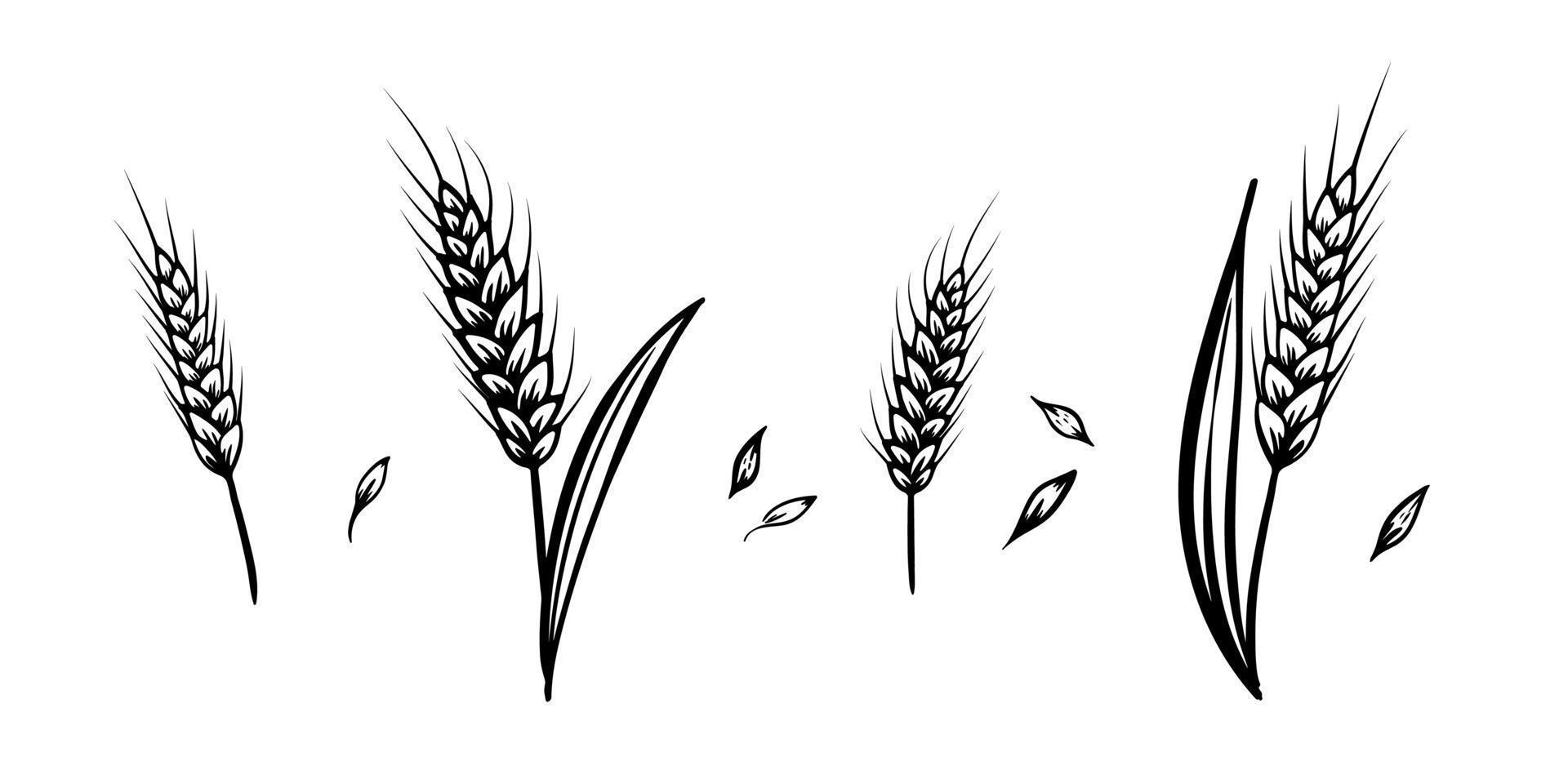 illustration de croquis de vecteur dessiné à la main de set blé isolé sur fond blanc style rétro.