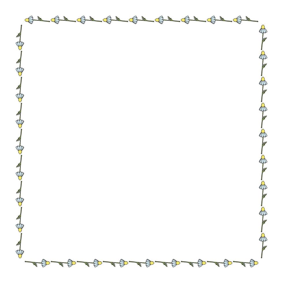 cadre carré avec camomille horizontale sur fond blanc. cadre floral isolé pour votre conception. image vectorielle. vecteur