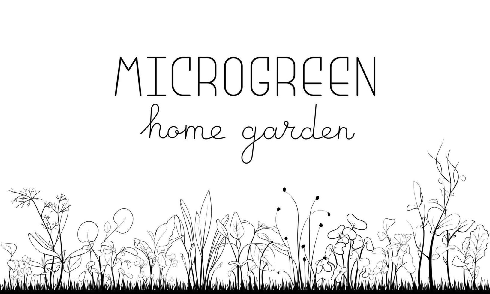 illustration vectorielle de microgreen croquis. cadre de cercle d'herbe pour le texte. vert pour le jardinage domestique. moutarde, maïs, pois, oignon, tournesol plante pour salade vecteur