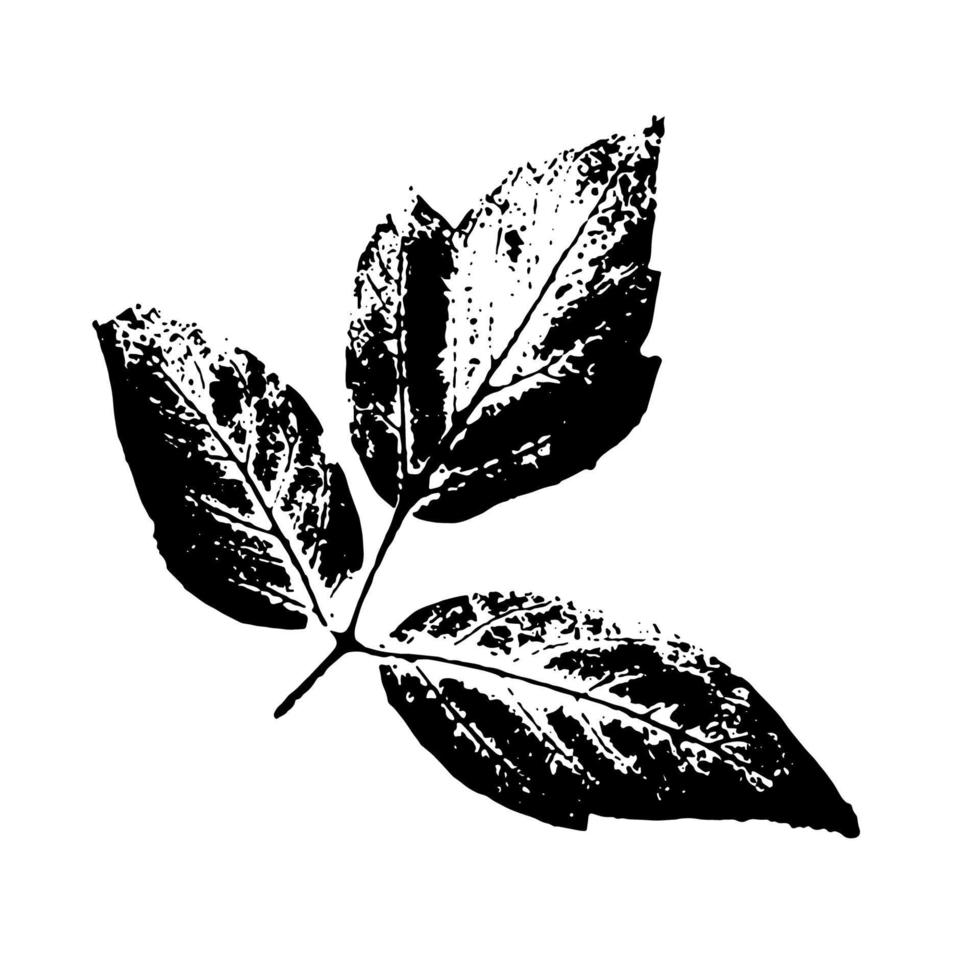 feuilles noires empreintes braunch sur fond blanc. éléments floraux dessinés à la main. timbre de feuillage de vecteur