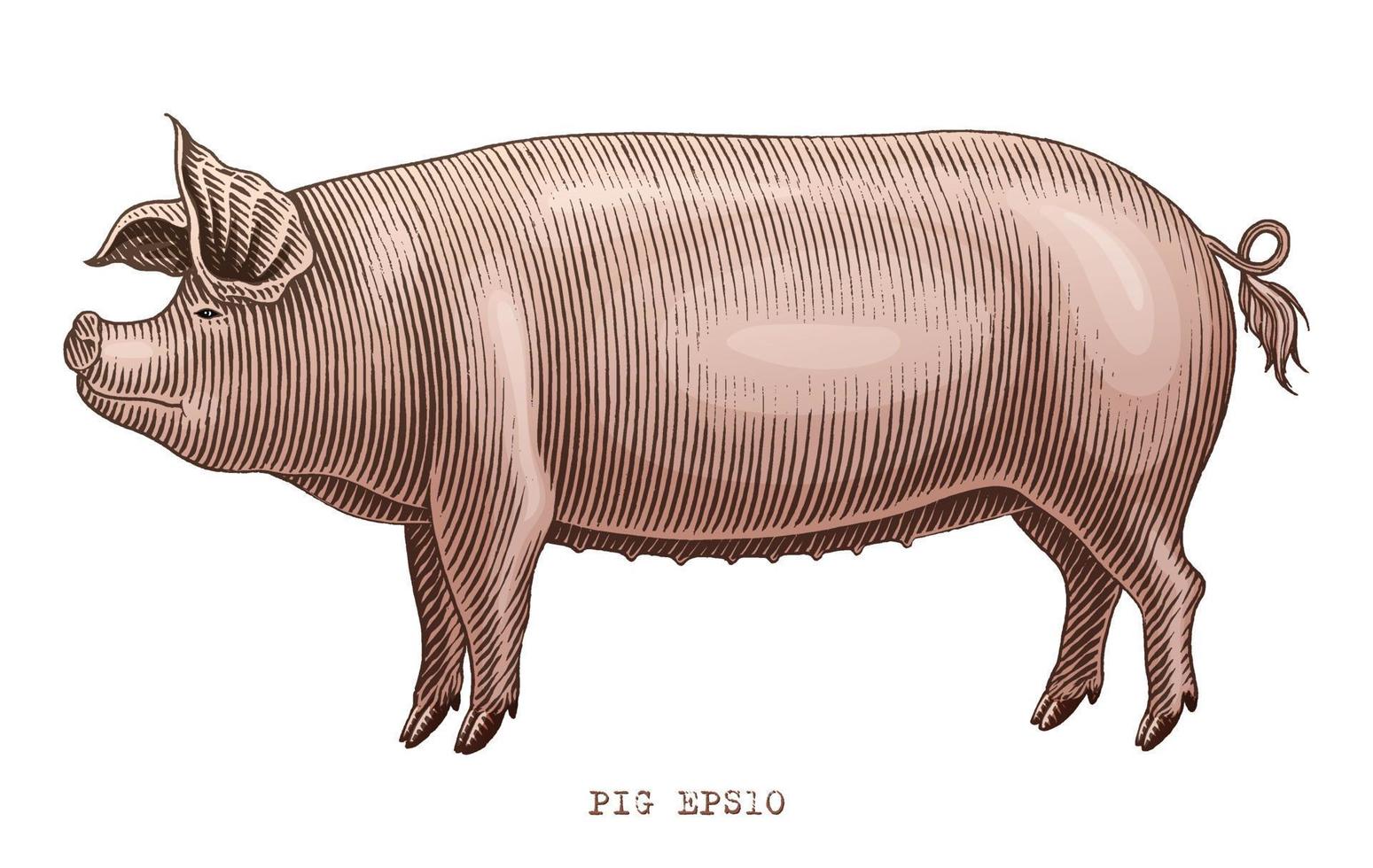 Cochon main dessiner vintage style de gravure clip art isolé sur fond blanc vecteur