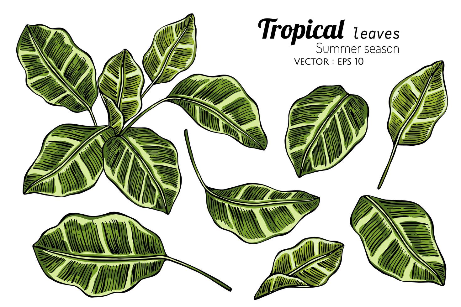 feuilles tropicales illustration dessinée à la main vecteur