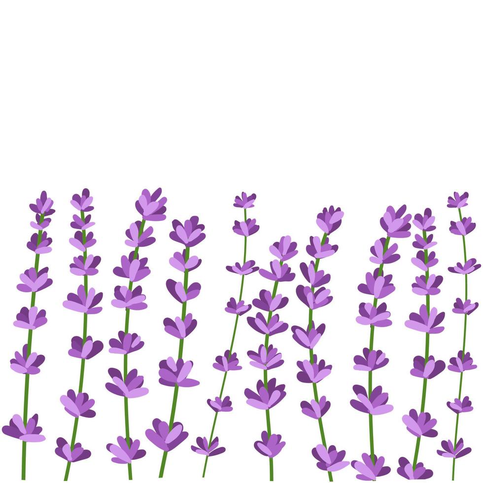 collection de fleurs de lavande. illustration vectorielle de fleurs de lavande isolées sur fond blanc vecteur