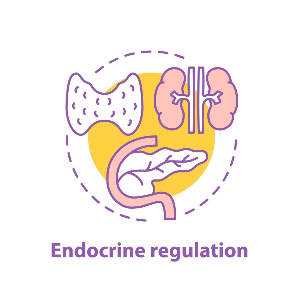 icône de concept de régulation endocrinienne. illustration de la ligne mince de l'idée d'endocrinologie. soins de santé. glande thyroïde, pancréas. dessin de contour isolé de vecteur