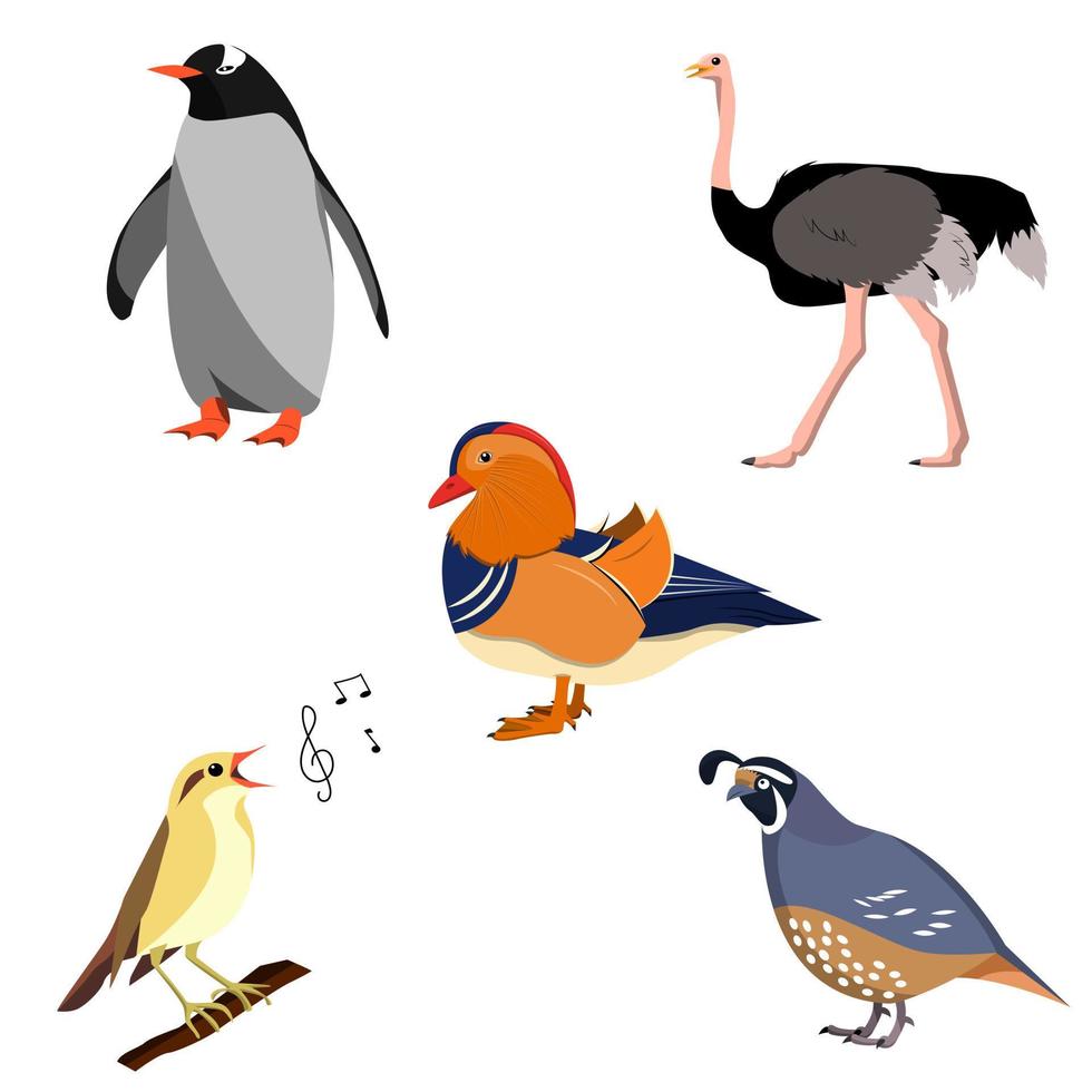 un ensemble d'oiseaux. le vecteur est isolé sur un fond blanc. manchot, autruche, canard mandarin, rossignol, caille