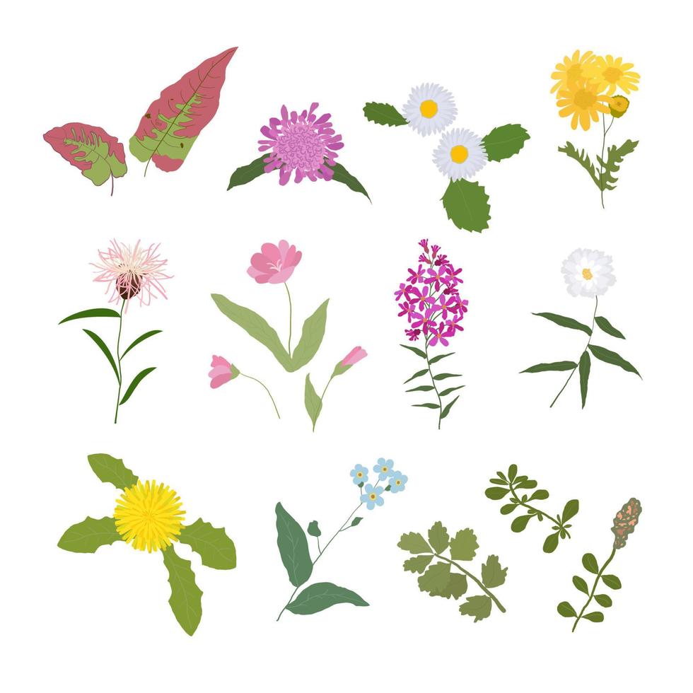 collection de vecteurs de fleurs sauvages et de plantes à fleurs herbacées vecteur