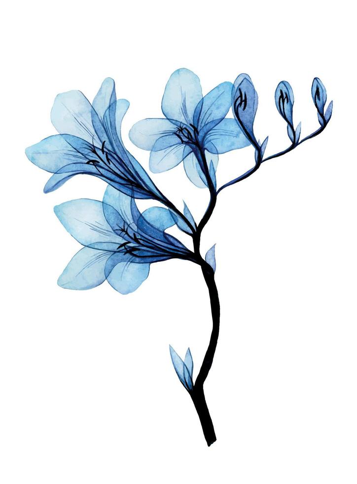 dessin à l'aquarelle. fleurs de freesia transparentes. isolé sur fond blanc fleur de freesia tropical bleu. clipart vecteur