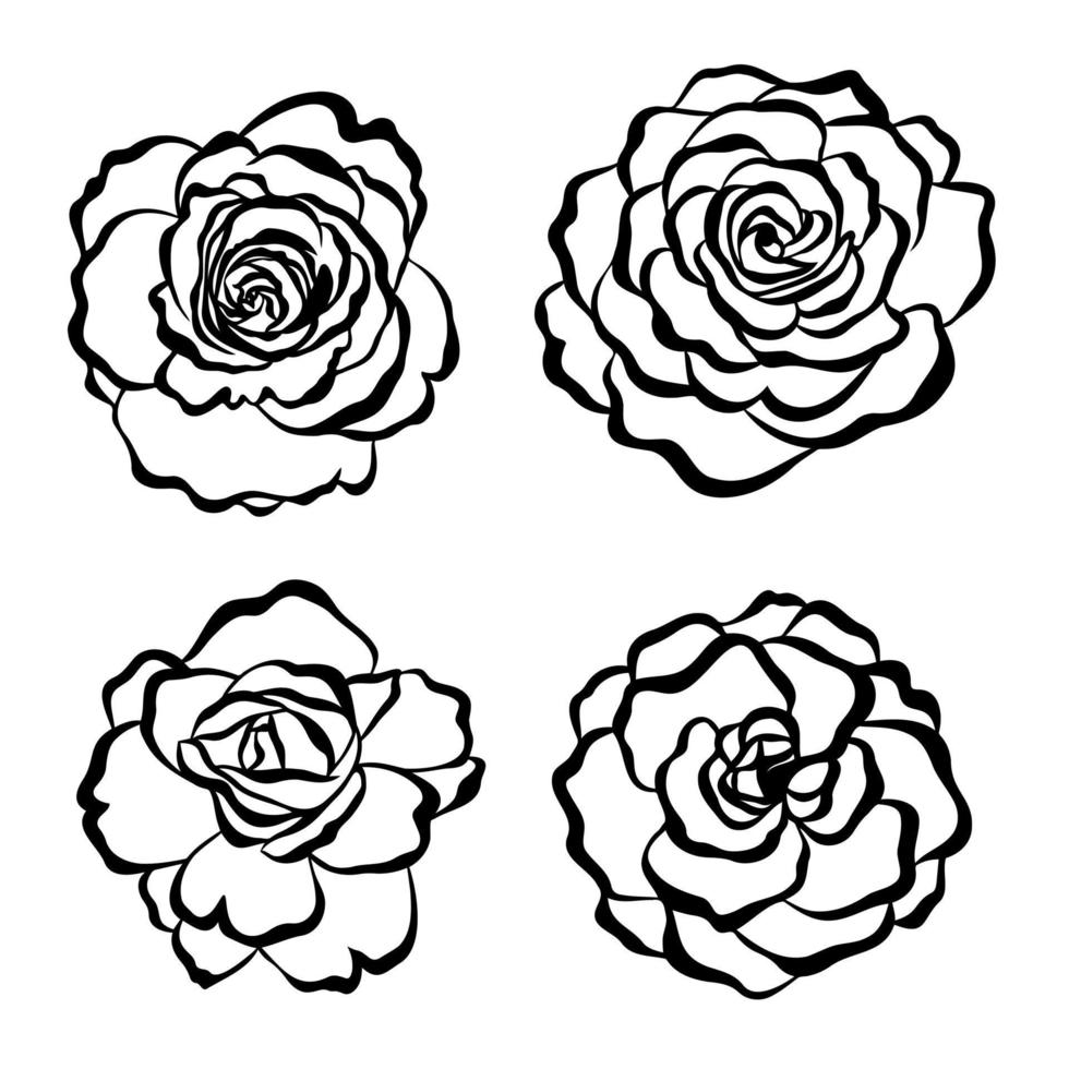 ensemble d'illustrations de boutons de rose. illustration florale, botanique. illustrations pour logos, estampes, cartes postales, dessins, papiers peints, impression sur tissu et papier. vecteur