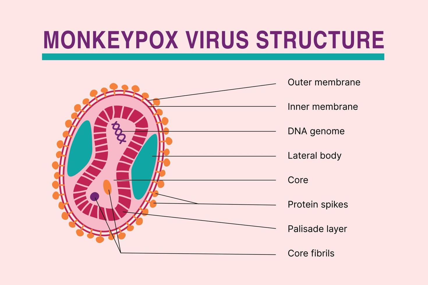 infographie de la structure du virus monkeypox. maladie causée par une infection virale. illustration vectorielle d'article médical ou bannière de nouvelles. vecteur