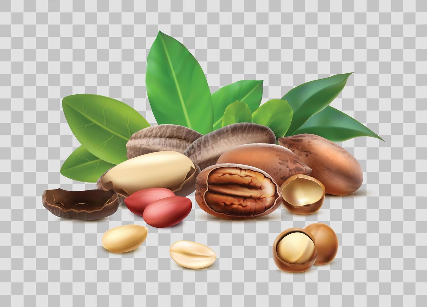 icône de vecteur réaliste 3D. collection de différents types de noix. décortiquées, non décortiquées, feuilles. isolé.