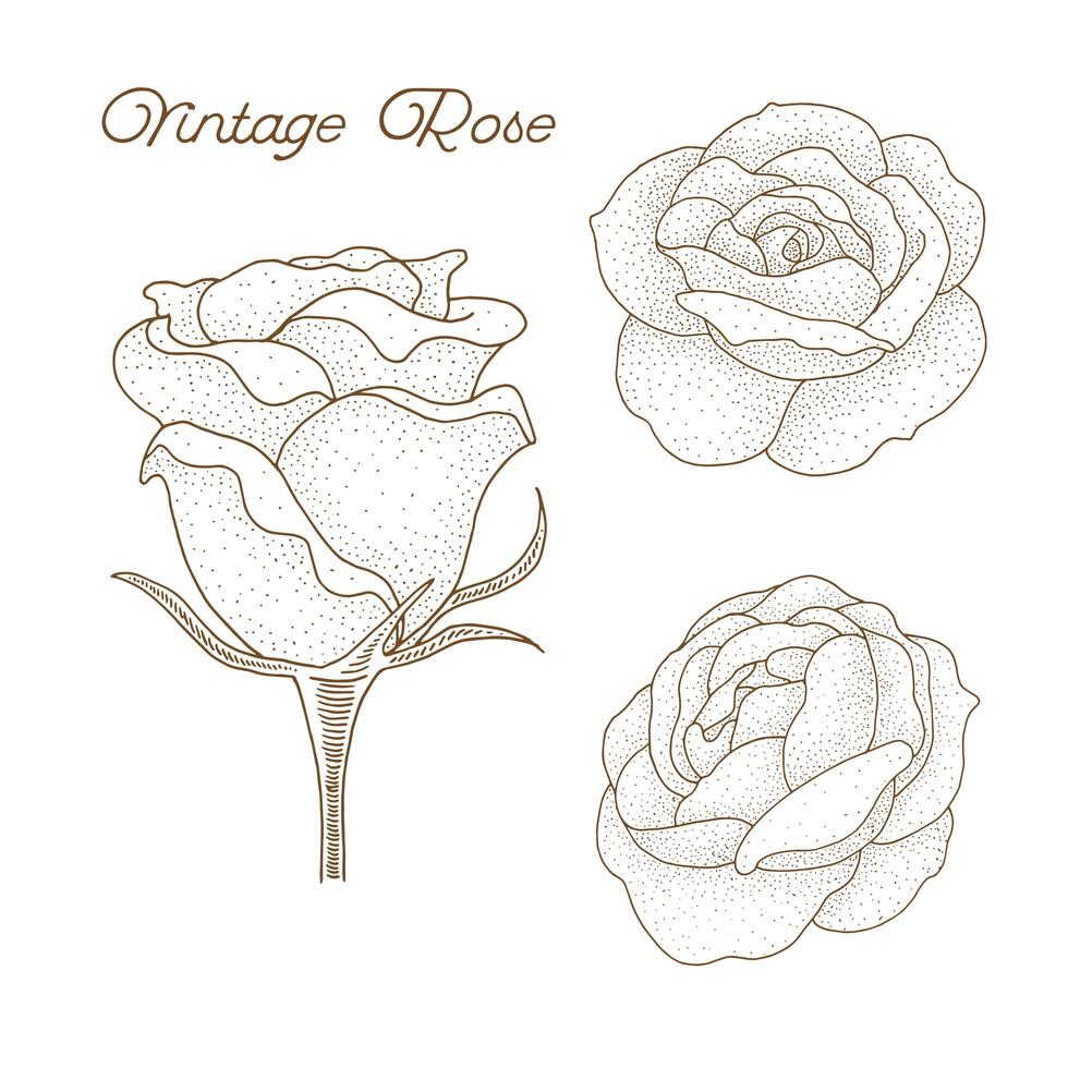 design rose vintage dessiné à la main vecteur