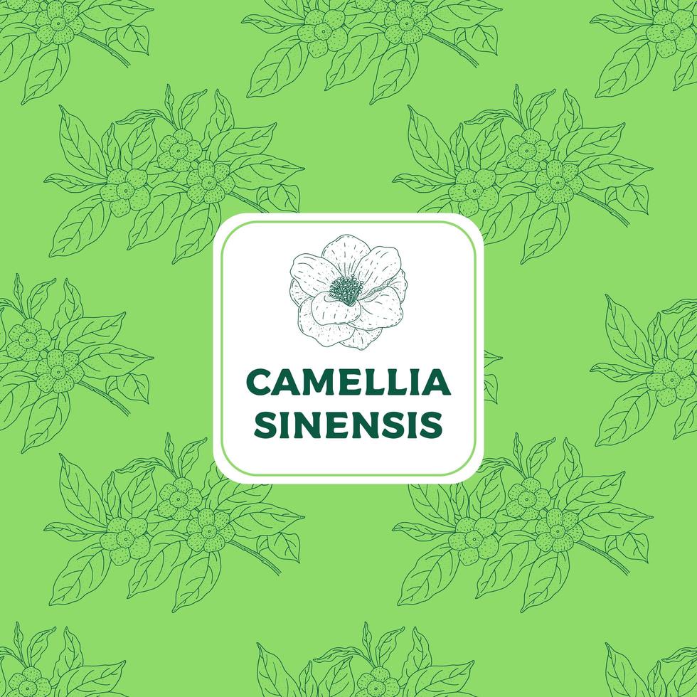 camellia sinensis modèle sans couture vintage vert vecteur