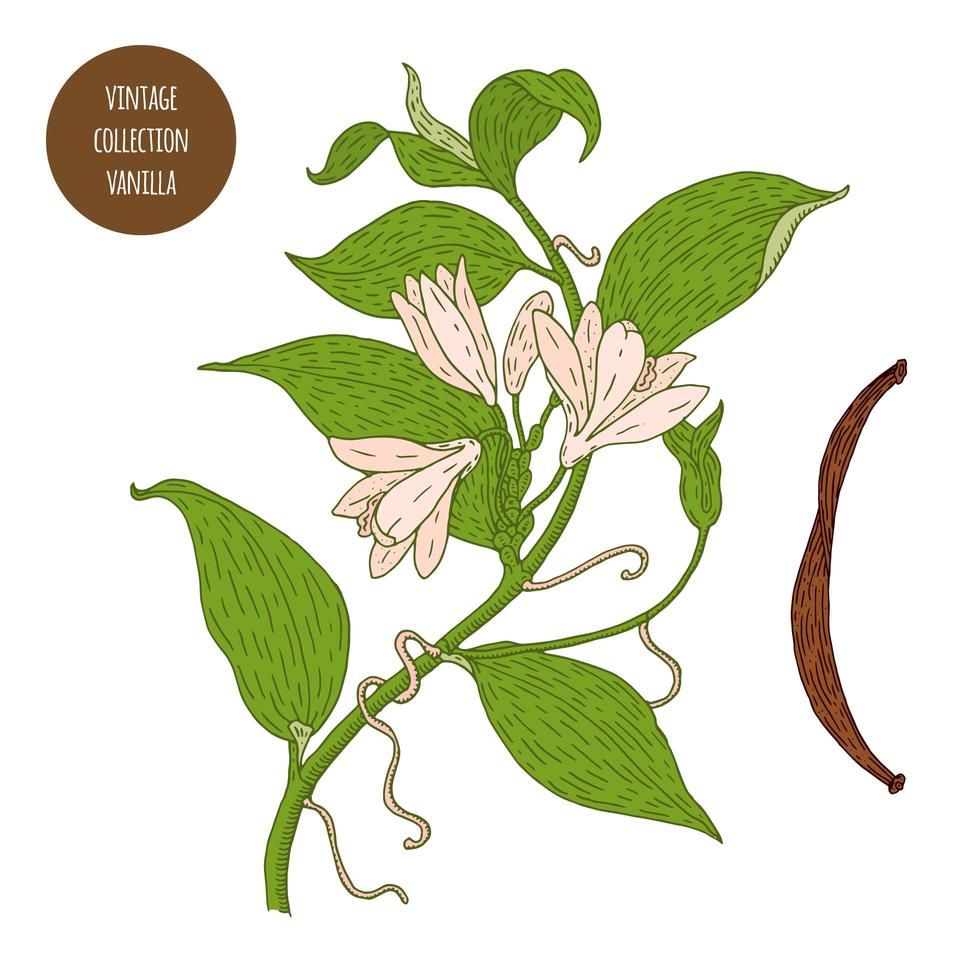 conception de botanique vintage plante vanille vecteur