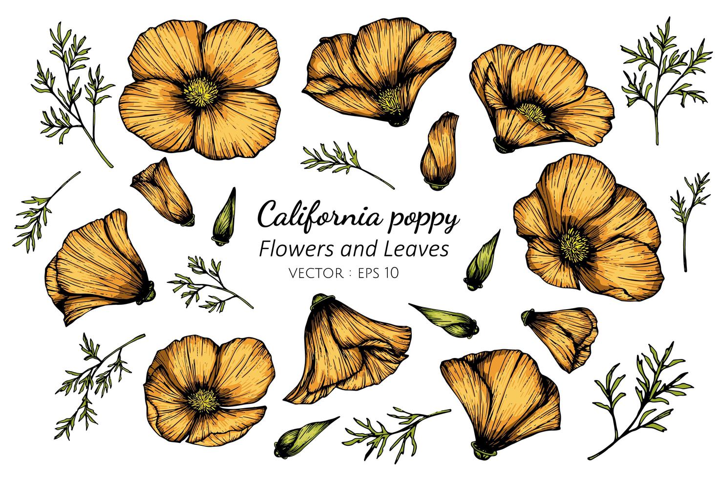 fleur de pavot californie orange dessiné à la main vecteur