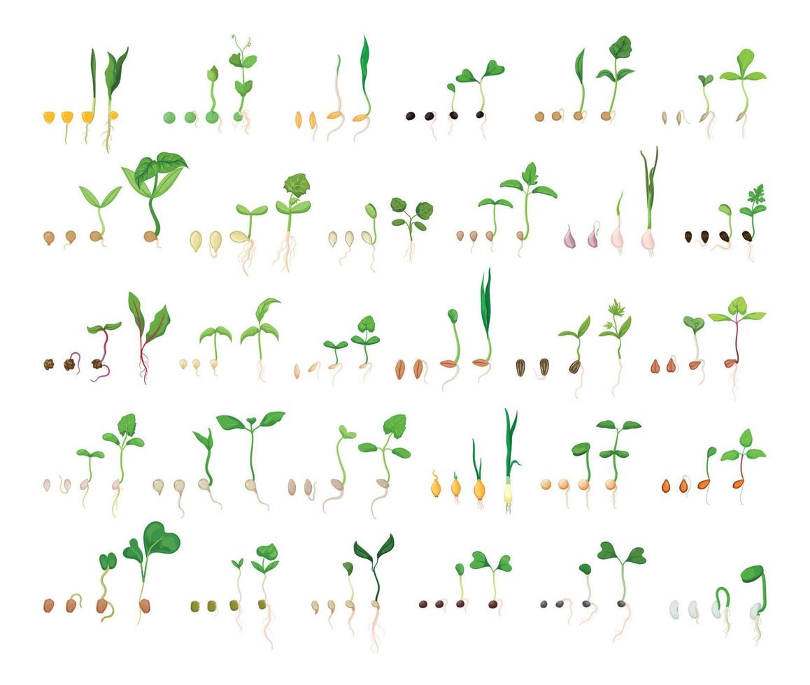 ensemble de chaînes de germination des graines vecteur