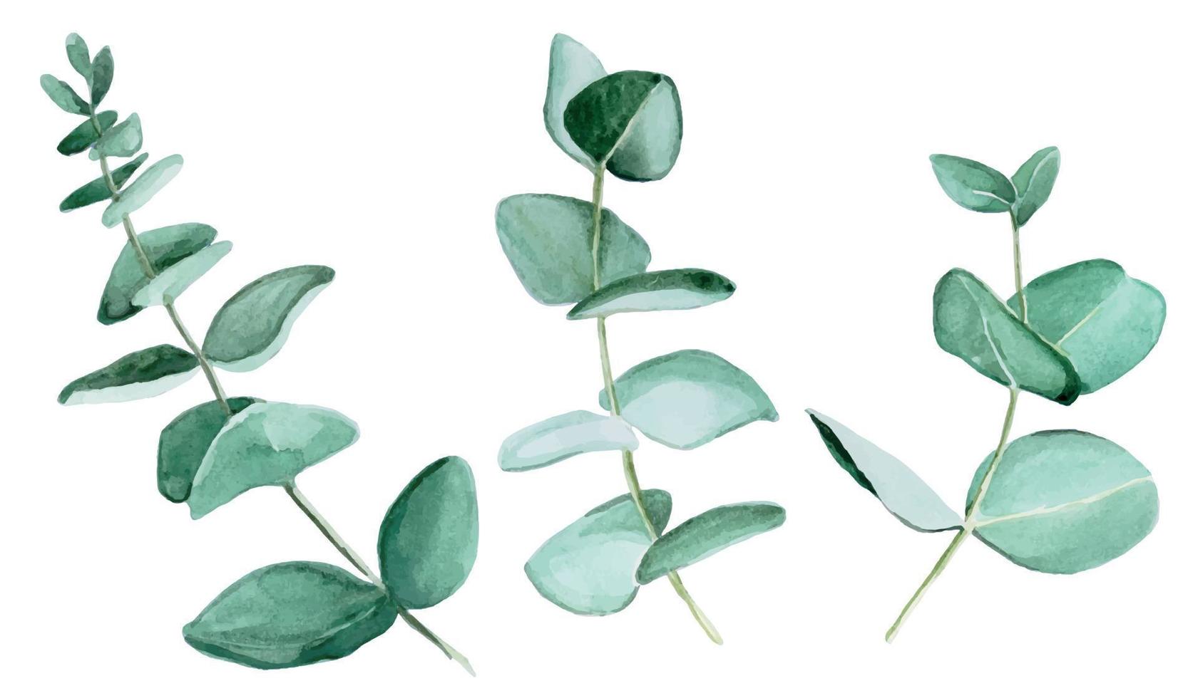 ensemble de dessins à l'aquarelle de feuilles d'eucalyptus. feuilles d'eucalyptus isolés sur fond blanc. conception pour les mariages, cartes, invitations. papier peint en tissu vecteur