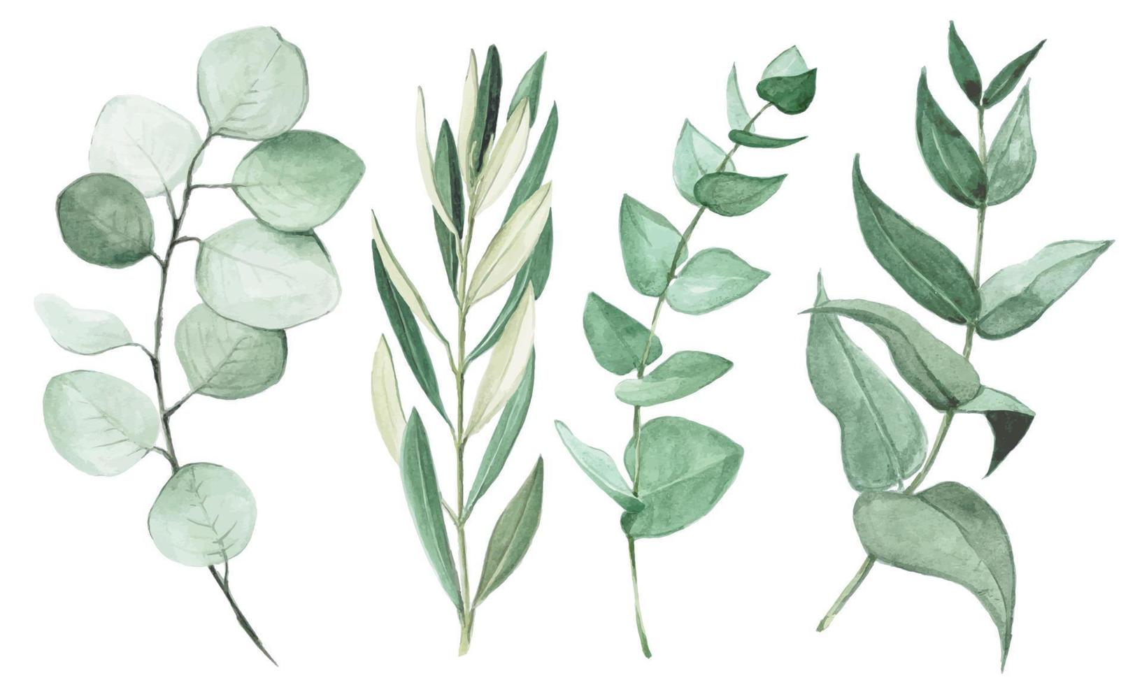 dessin à l'aquarelle. ensemble de feuilles d'eucalyptus et d'olivier isolés sur fond blanc. éléments de conception graphique pour la conception de mariages, cartes, textiles. vecteur