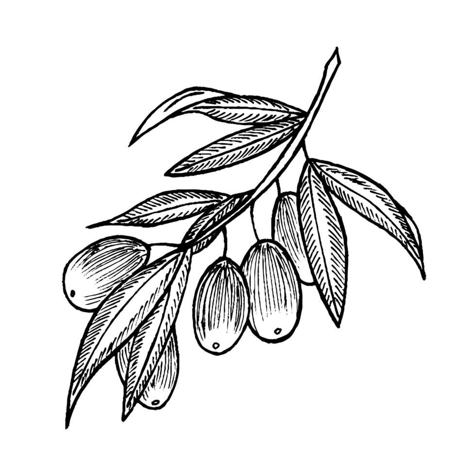 une branche d'olivier gravée, un élément de conception d'olives dessiné à la main. plante mûre agricole ou fruit isolé sur fond blanc ensemble d'illustrations vectorielles. vecteur