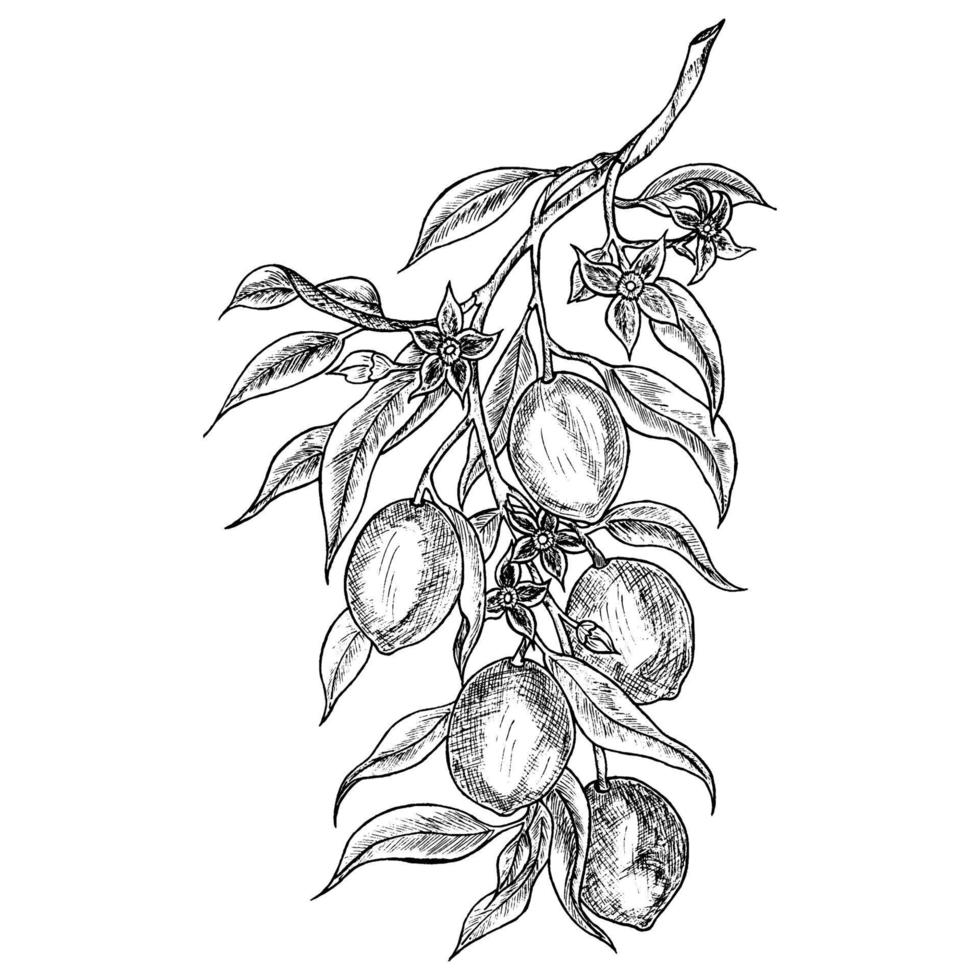 un brin de citron dessiné à la main. les fruits vintage citron vert, orange ou citron fleurissent et se branchent pour l'étiquette de jus. illustrations vectorielles d'un croquis de nourriture à l'encre noire. vecteur