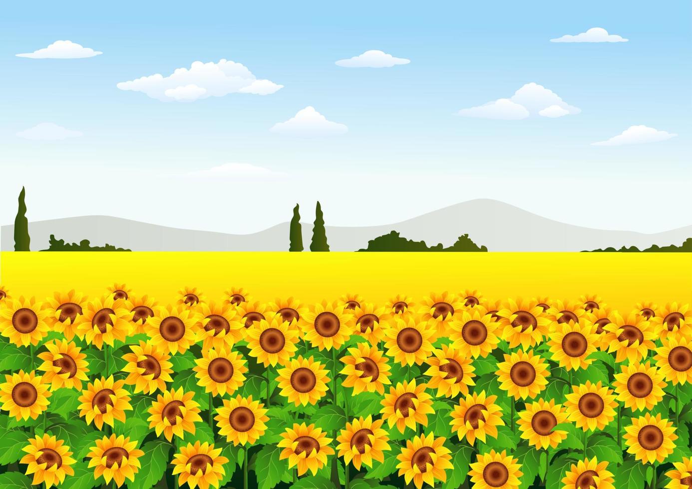 illustration du champ de tournesol vecteur