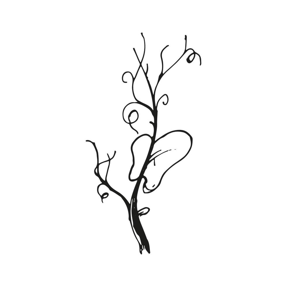 illustration de doodle de pois et de haricots microgreens. art de croquis dessinés à la main de vecteur. vecteur
