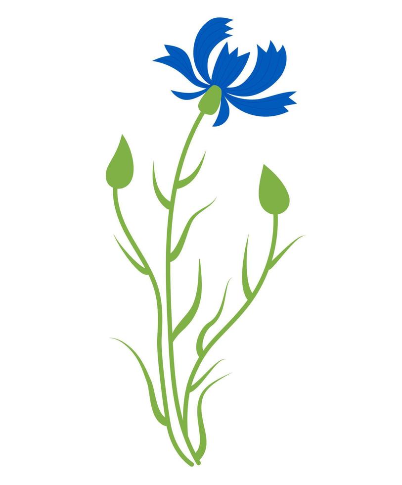 bleuet bleu. fleur avec bourgeons. illustration vectorielle. fleur sauvage bleue pour le design et la décoration, les impressions, les cartes postales, les couvertures. vecteur